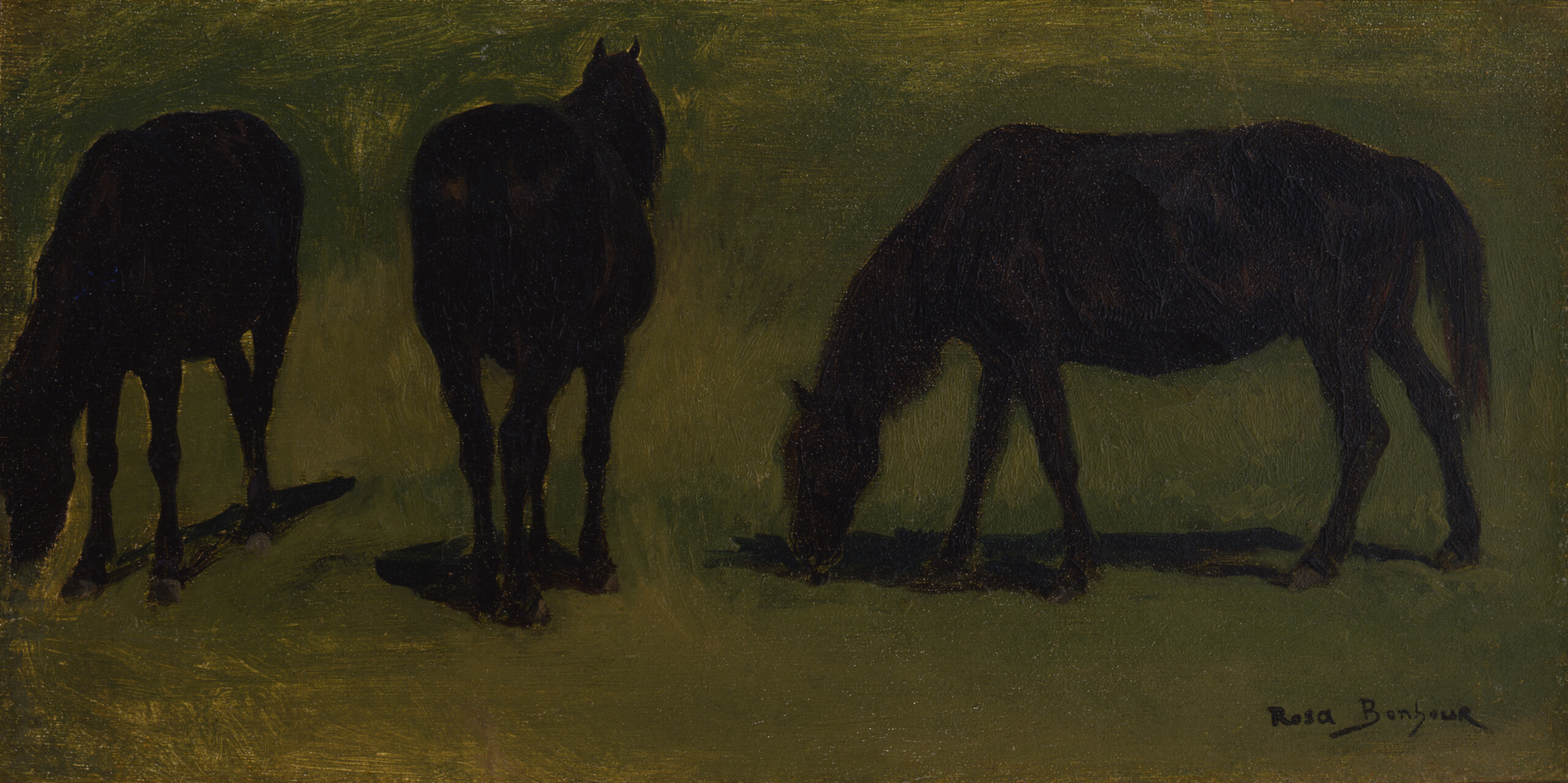 Three horses are grazing on the prairie. Their dark hair and their shadows on the ground stand in stark contrast to the lush green grass they are standing on.