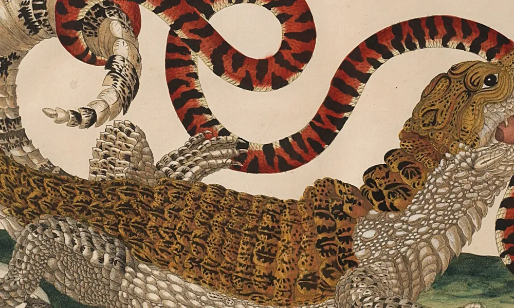 A detailed engraving portrays a large, black and tan lizard with a white belly in precise detail. Facing right and positioned over a green surface and a hatching egg, the reptile bites a long, red and black snake attacking another egg and curling around the lizard's tail.