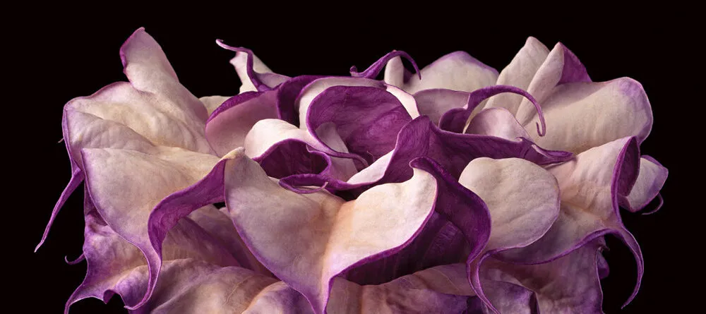 Close-up photograph shows a trumpet-shaped flower against a dark black background. The flower's striated long neck erupts in a profusion of purple and white petals that dominate the composition.