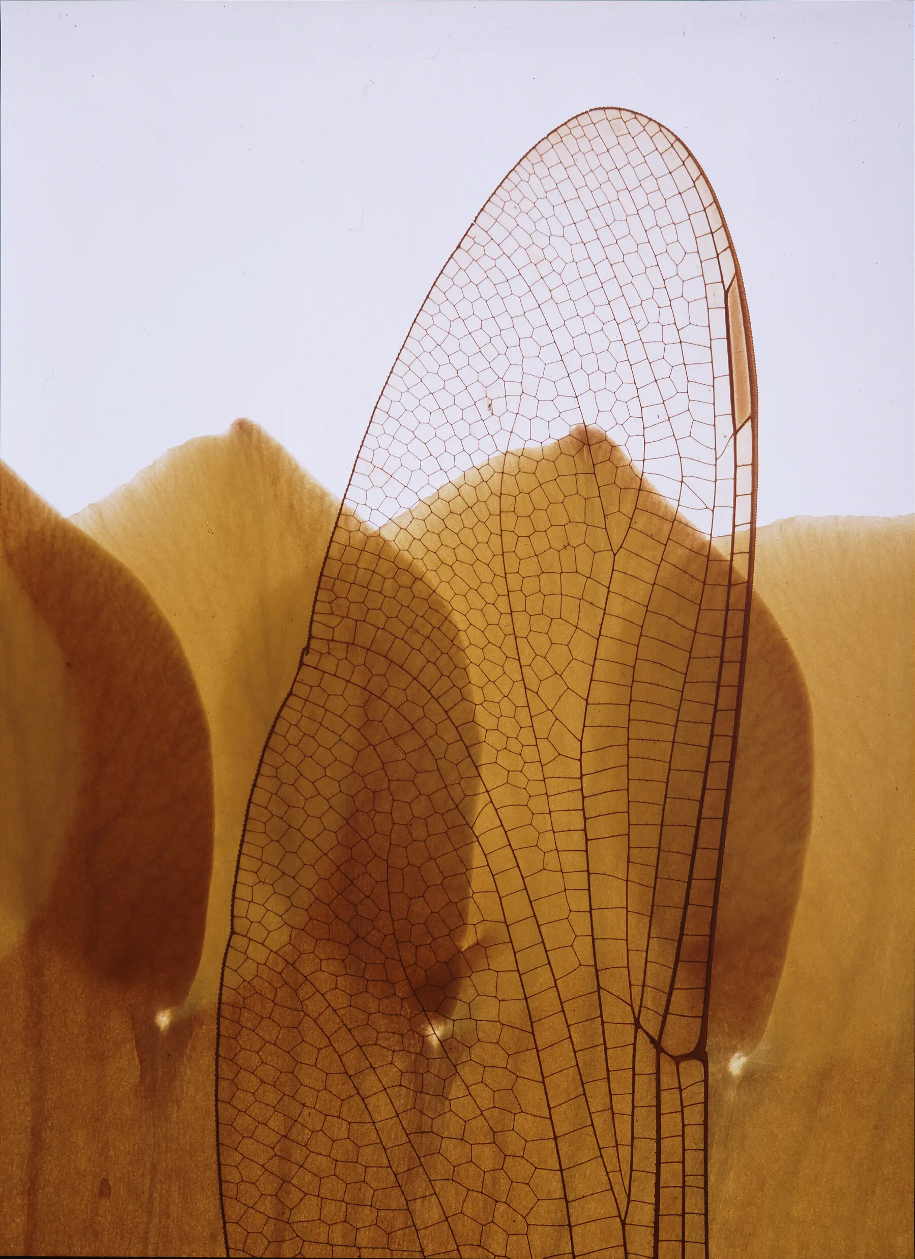 A zoomed-in view of an insect's wing shows the darker lines that create a pattern against the translucent wing. In the background, flower petals fill the bottom half of the image and a white background fills the top.