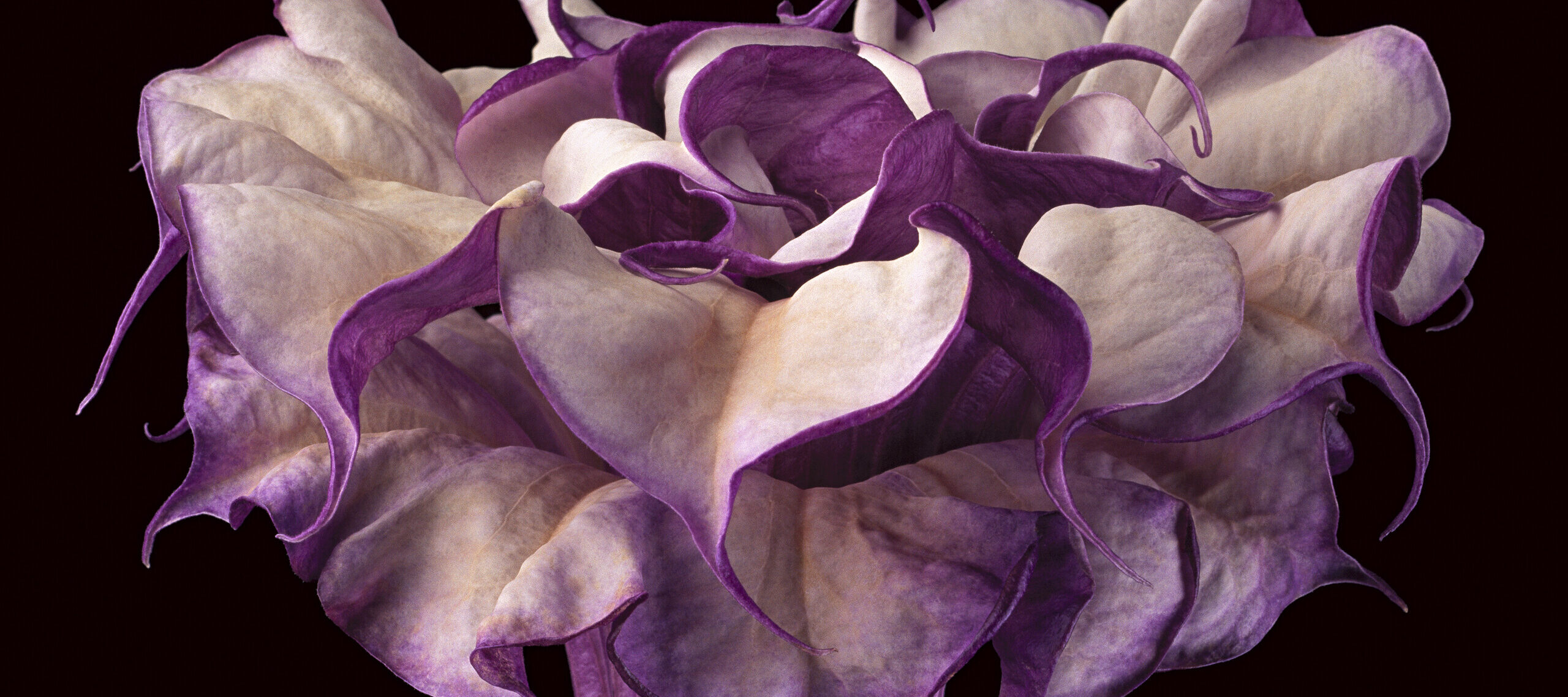 Close-up photograph shows a trumpet-shaped flower against a dark black background. The flower's striated, long neck erupts in a profusion of purple and white petals that dominate the composition.