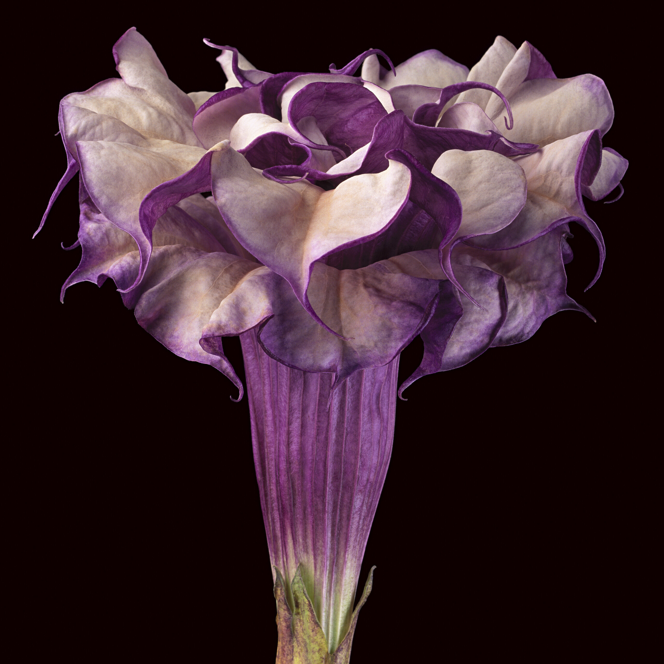 Close-up photograph shows a trumpet-shaped flower against a dark black background. The flower's striated, long neck erupts in a profusion of purple and white petals that dominate the composition.