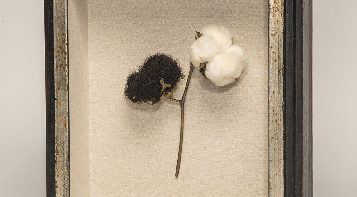 A black framed sculpture of a branch of a cotton plant against a white background. The stem of the plant is bronze, and splits to lead to two bolls at its top. The right boll is made of cotton, while the left boll is made of black, curly hair.