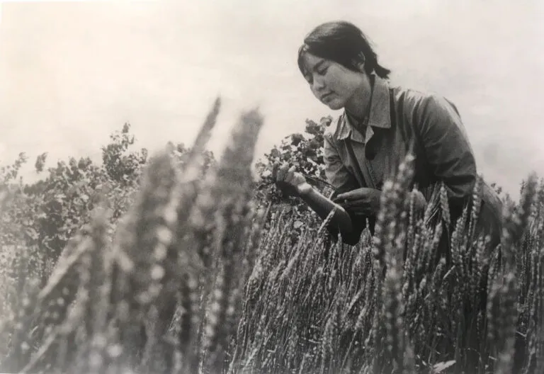 A black-and-white photograph of Hung Liu in her early twenties, wearing a collared shirt and short hair tied back. She sits in a wheat field and looks down at a stalk in her hands.