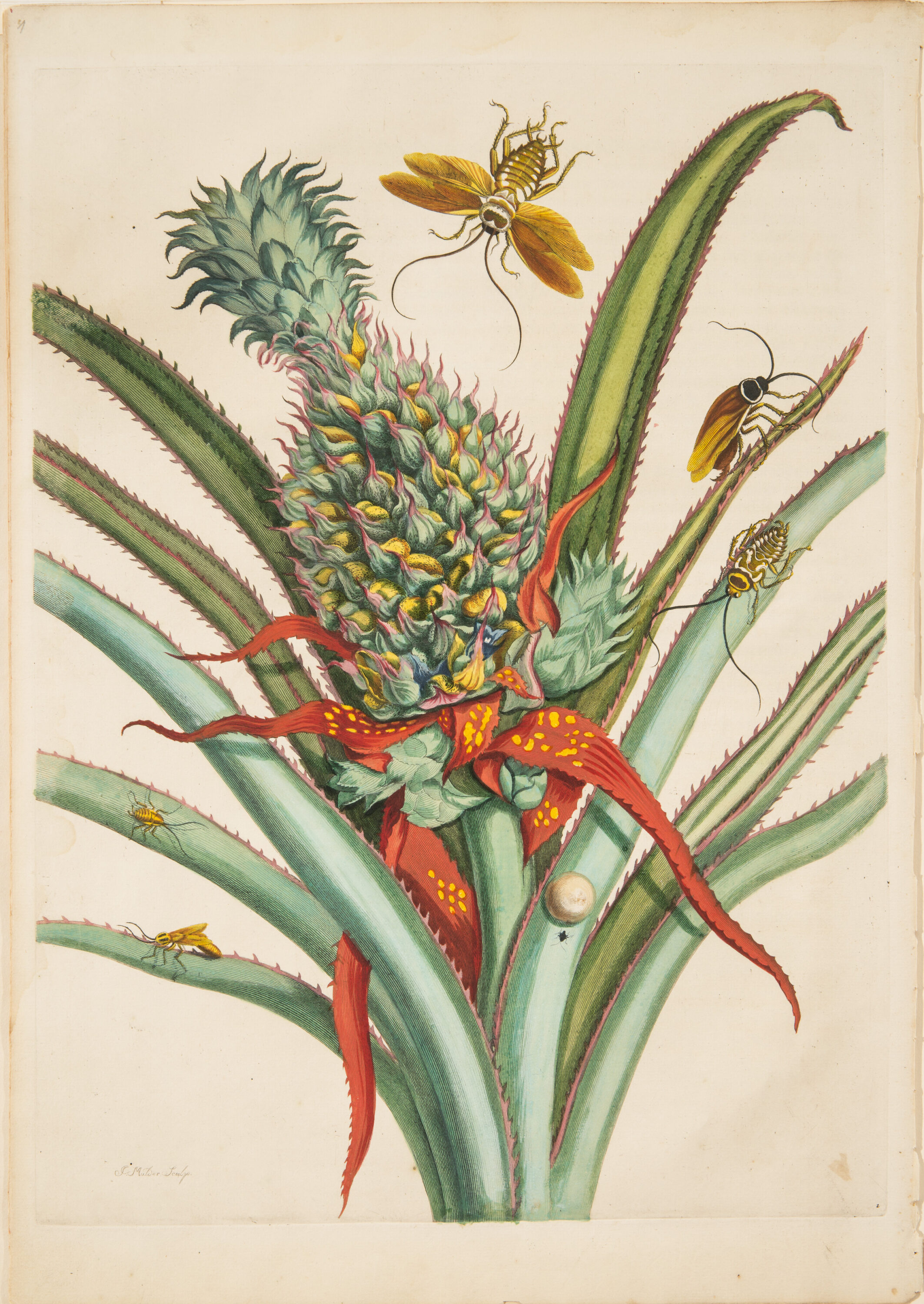 A large green-and-gold pineapple occupies the center of a detailed engraving. Unharvested, it rises amid red and green blade-like, spiny leaves, which radiate out from the main stem. Cockroaches at various stages of development rove the plant, while a winged adult hovers above.