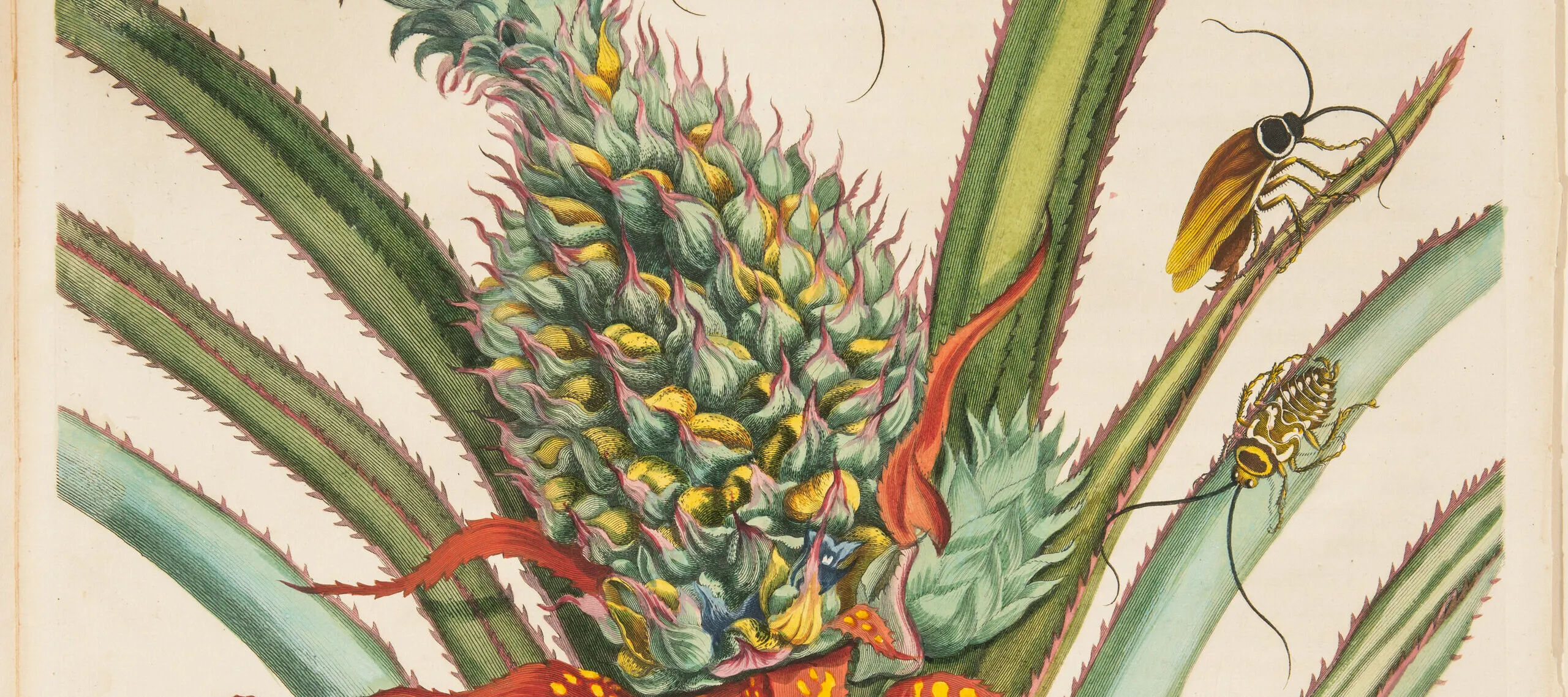 A large green-and-gold pineapple occupies the center of a detailed engraving. Unharvested, it rises amid red and green blade-like, spiny leaves, which radiate out from the main stem. Cockroaches at various stages of development rove the plant, while a winged adult hovers above.