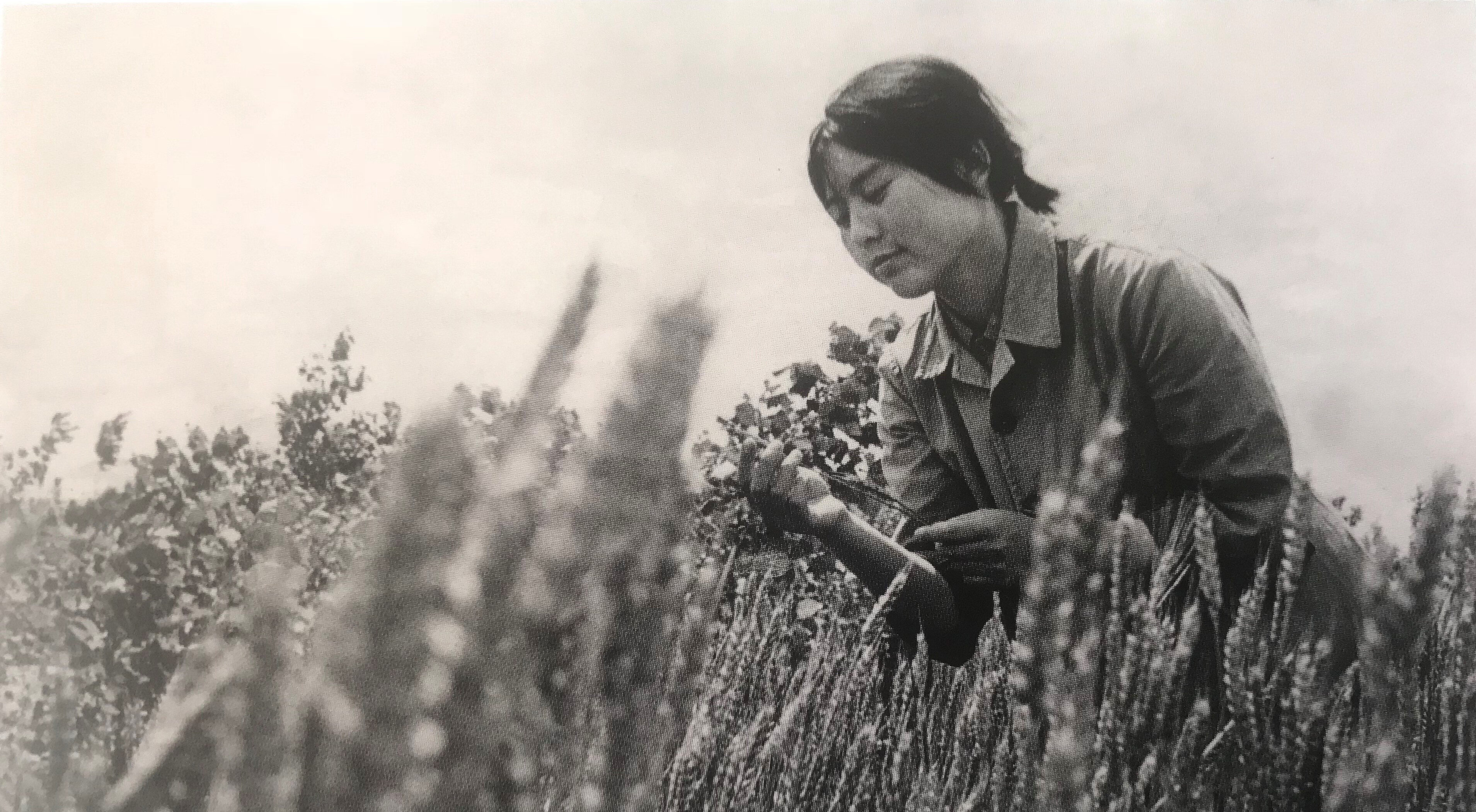 A black-and-white photograph of Hung Liu in her early twenties, wearing a collared shirt and short hair tied back. She sits in a wheat field and looks down at a stalk in her hands.