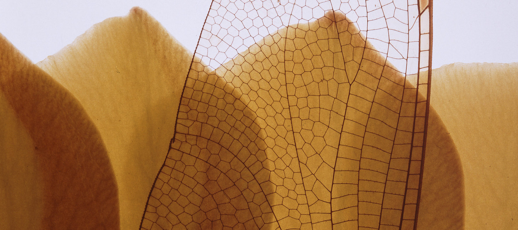 A zoomed-in view of an insect's wing shows the darker lines that create a pattern against the translucent wing. In the background, flower petals fill the bottom half of the image and a white background fills the top.