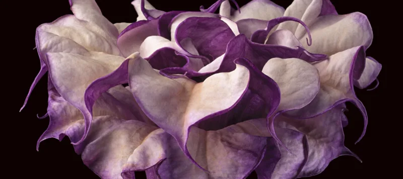 Close-up photograph shows a trumpet-shaped flower against a dark black background. The flower's striated, long neck erupts in a profusion of purple and white petals that dominate the composition.