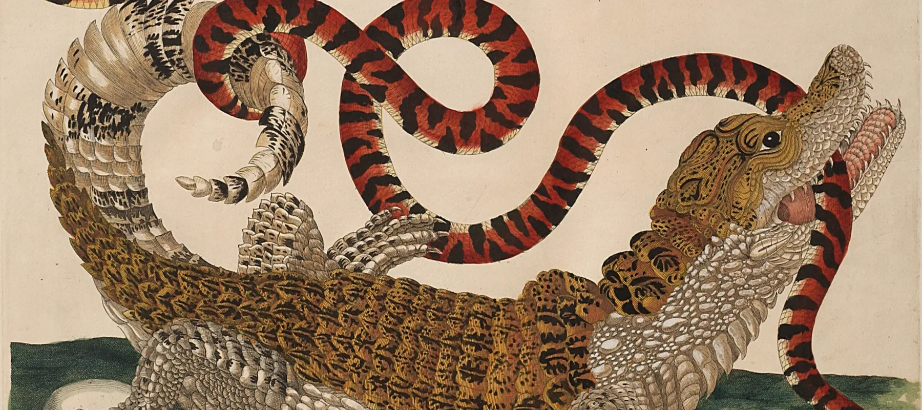 A detailed engraving portrays a large, black and tan lizard with a white belly in precise detail. Facing right and positioned over a green surface and a hatching egg, the reptile bites a long, red and black snake attacking another egg and curling around the lizard's tail.