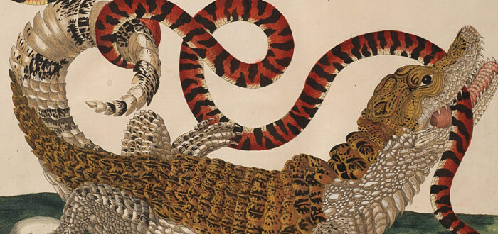 A detailed engraving portrays a large, black and tan lizard with a white belly in precise detail. Facing right and positioned over a green surface and a hatching egg, the reptile bites a long, red and black snake attacking another egg and curling around the lizard's tail.