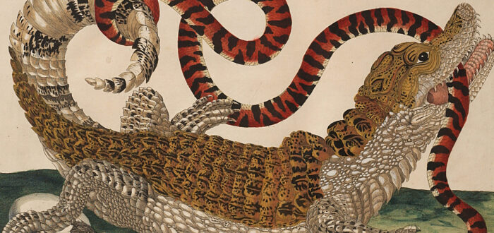 A detailed engraving portrays a large, black and tan lizard with a white belly in precise detail. Facing right and positioned over a green surface and a hatching egg, the reptile bites a long, red and black snake attacking another egg and curling around the lizard's tail.