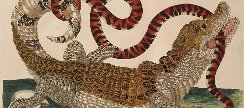 A detailed engraving portrays a large, black and tan lizard with a white belly in precise detail. Facing right and positioned over a green surface and a hatching egg, the reptile bites a long, red and black snake attacking another egg and curling around the lizard's tail.