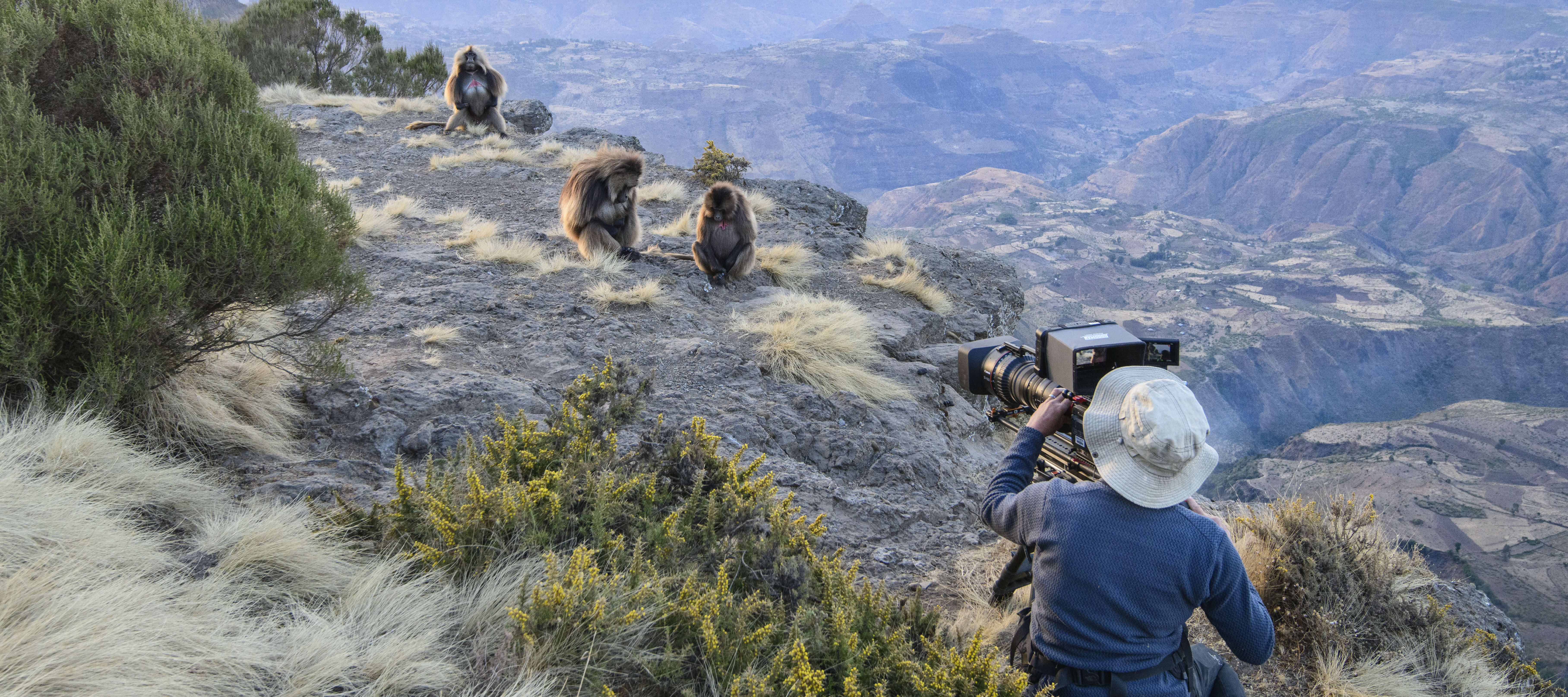 A filmmaker sits on the edge of a tall peak with their camera directed at three geladas. There is a misty mountain range in the distance.