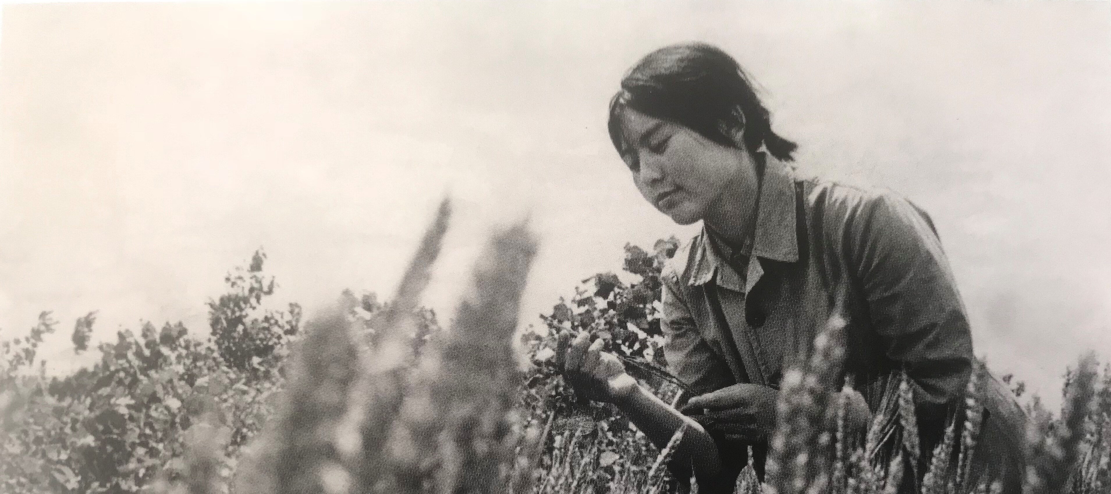 A black-and-white photograph of Hung Liu in her early twenties, wearing a collared shirt and short hair tied back. She sits in a wheat field and looks down at a stalk in her hands.