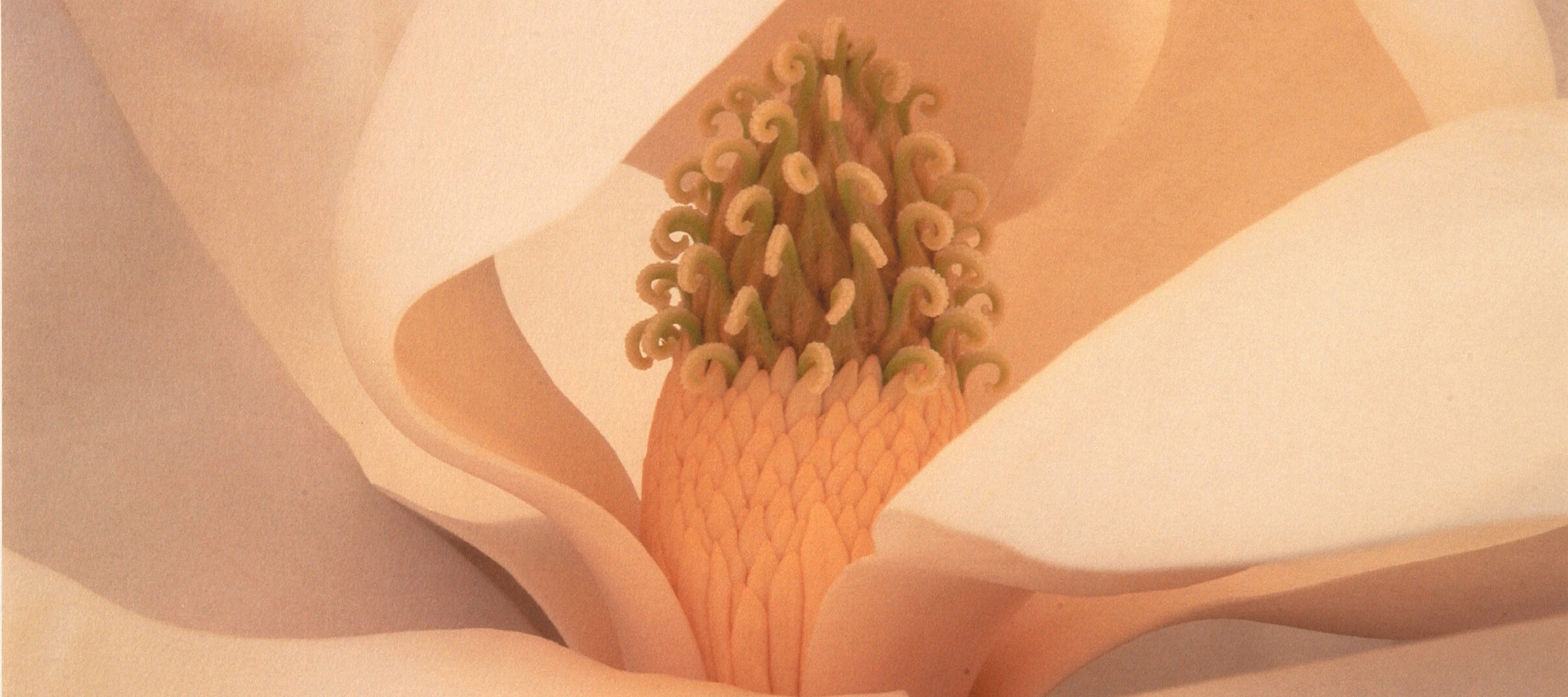 Close up photograph of the inside of a pale pink magnolia flower. The petals appear gauzey and the stamen is made of delicate curled pieces atop a coral base.
