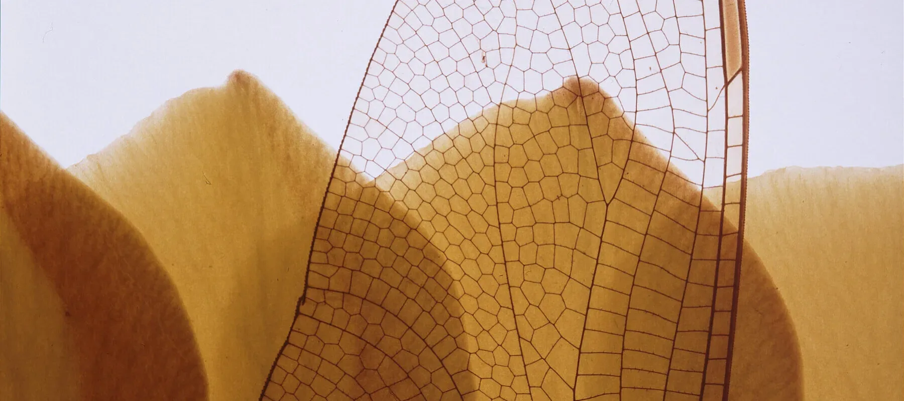 A zoomed-in view of an insect's wing shows the darker lines that create a pattern against the translucent wing. In the background, flower petals fill the bottom half of the image and a white background fills the top.