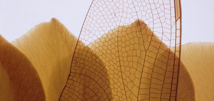 A zoomed-in view of an insect's wing shows the darker lines that create a pattern against the translucent wing. In the background, flower petals fill the bottom half of the image and a white background fills the top.