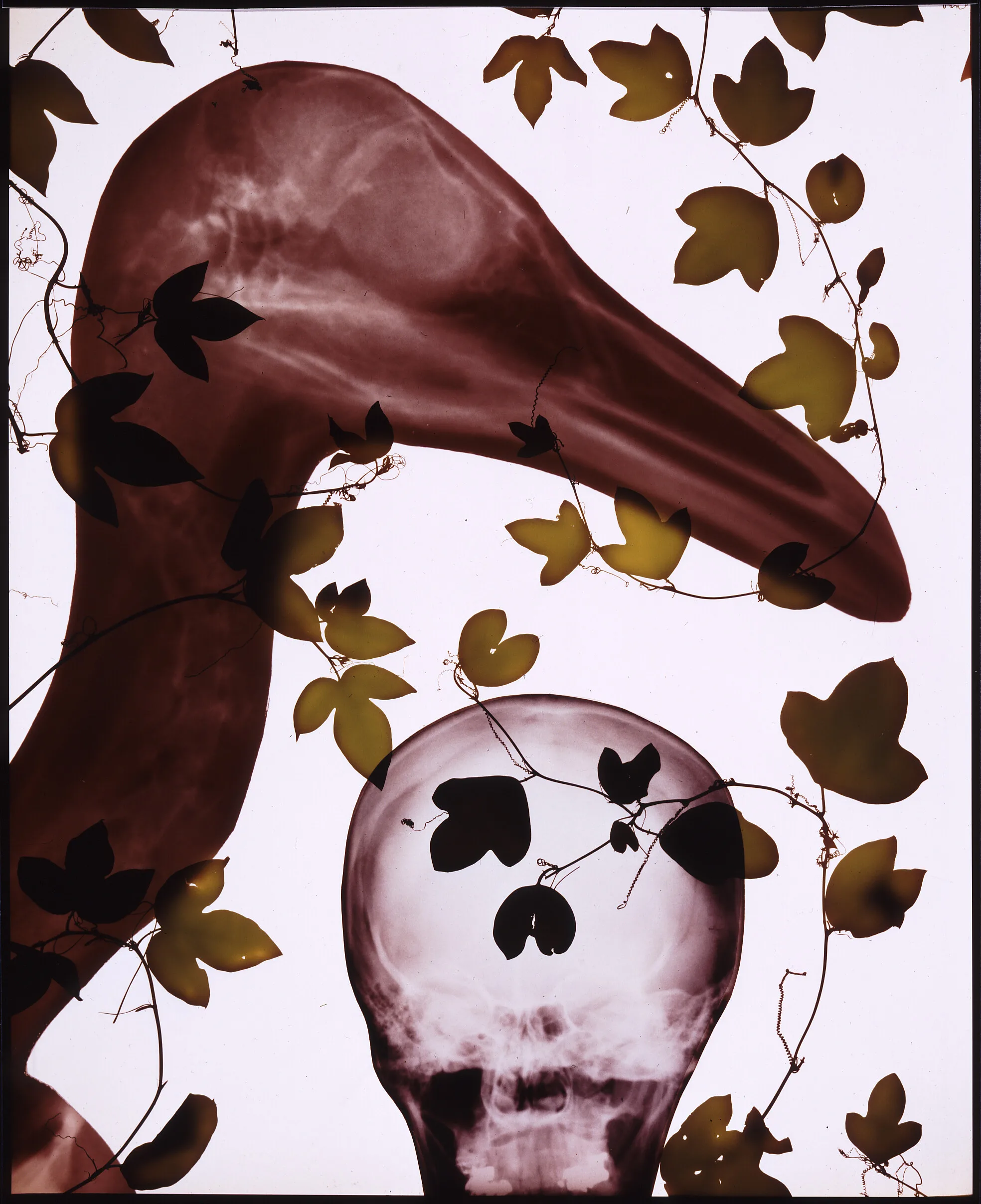 Against a white background, the X-ray of a long-necked bird extends up in the left corner. In the bottom middle of the frame, there is an X-ray of the back of a human head. Wrapped throughout the work are strands of English ivy.