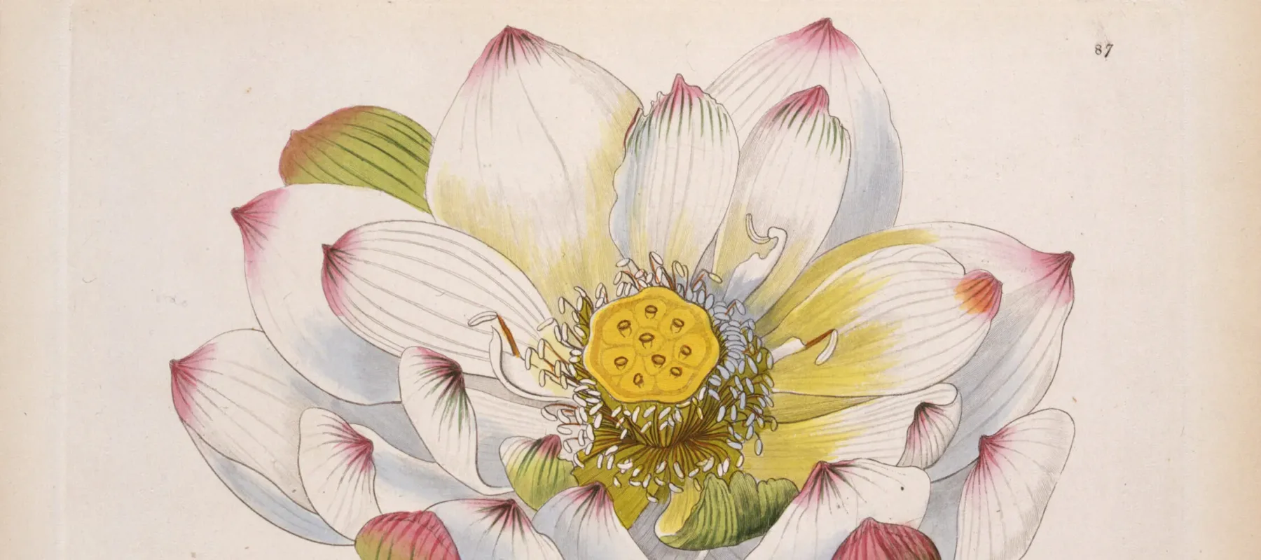 S.A. Drake, <em>Nelumbium caspicum</em> (plate 87 from "Ornamental Flower Garden"), 1854; Hand-colored engraving on paper, 5 3/4 x 9 1/2 in.; National Museum of Women in the Arts, Print collection assembled by Nancy Valentine, purchased with funds donated by Mr. Oliver R. Grace