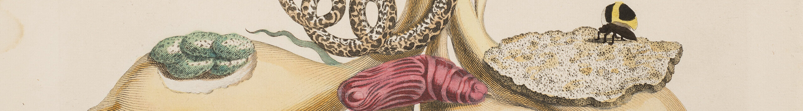 A detailed engraving shows a brown snake entwined with a plant stalk bearing insect-nibbled, pinwheel-shaped green leaves and yellow bulbs at the roots, which support a pupa. A black, red, and yellow caterpillar sits on a stem, and a brown and gray moth hovers in the upper right.