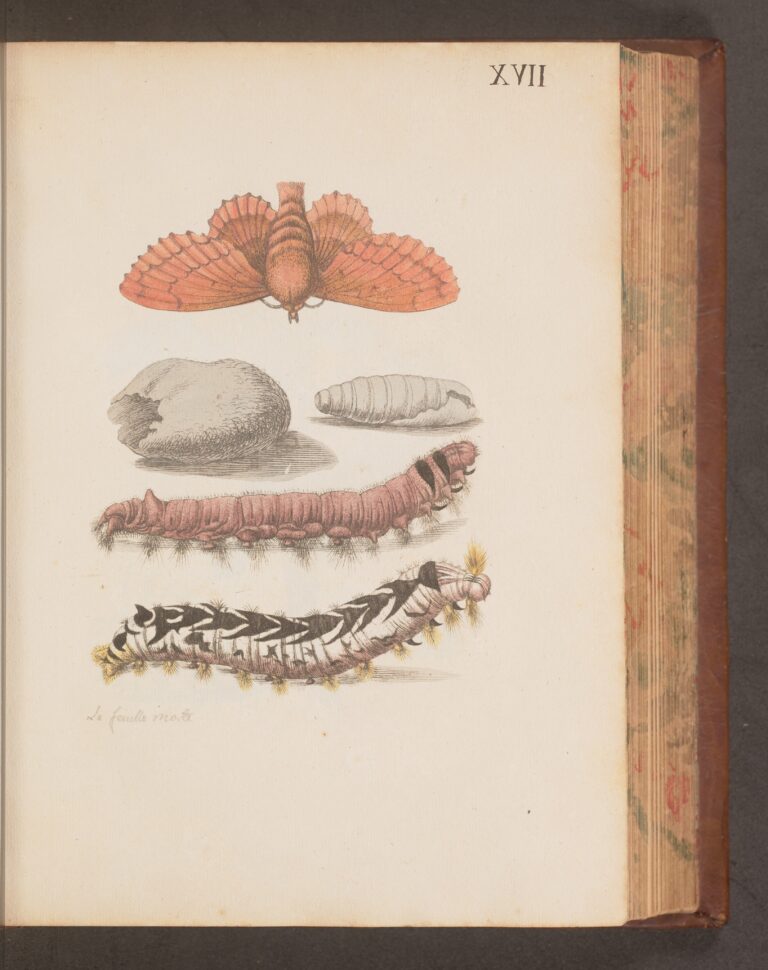 An antique book page features an illustration of a moth turning into a caterpillar.