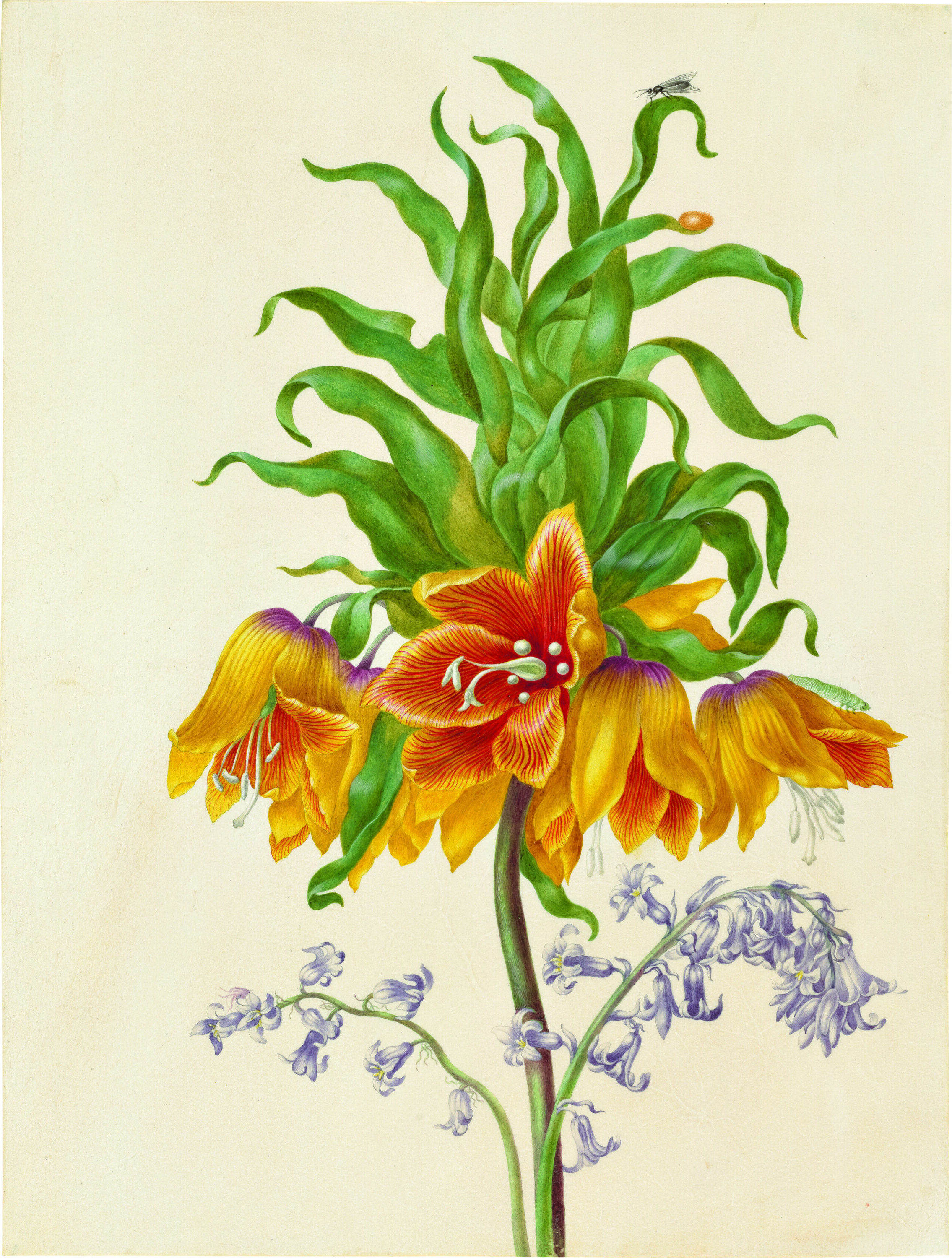 A colorful botanical illustration of an orange and red flower with ascending green leaves and purple under flowers.
