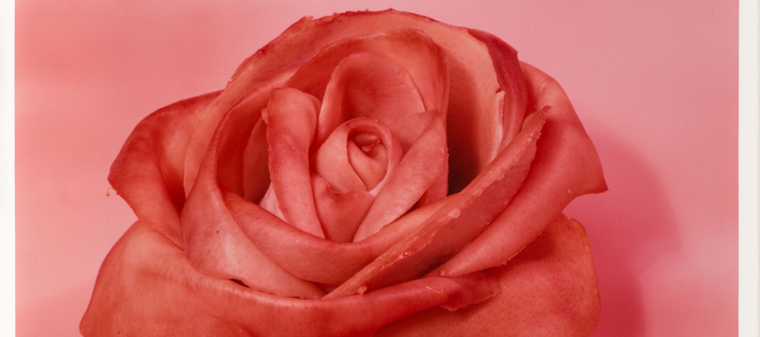 Color photograph of an object that looks like a stemless rose. Its petals are open and its pink color deepens along its slightly curled edges. The outermost petal peels away from the flower, its edges torn. The object sits on a pink background and casts a subtle shadow.